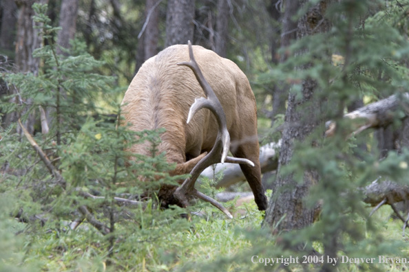 Rocky Mountain bull elk scraping tree.