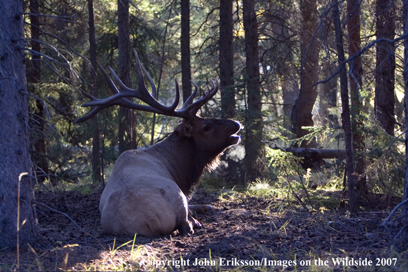 Elk in habitat