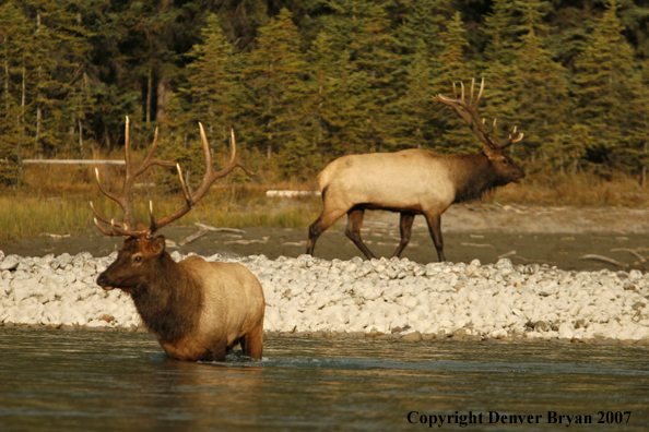 Rocky Mountain Elk walking in river