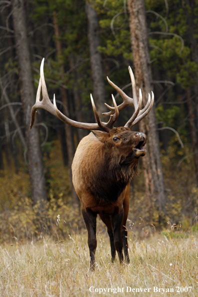 Rocky Mountain Elk bugling