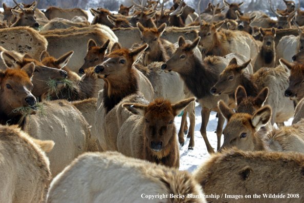 Rocky Mountain Elk