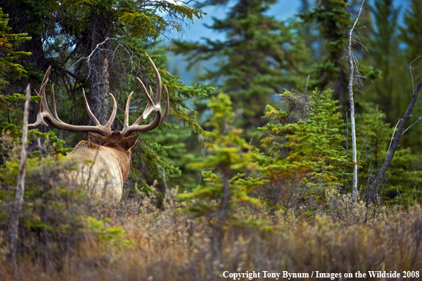 Bull Elk in field