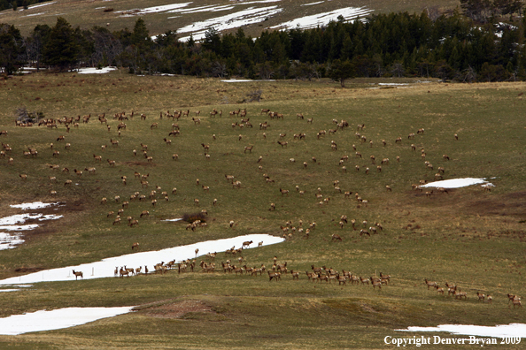 Rocky Montain Elk Herd