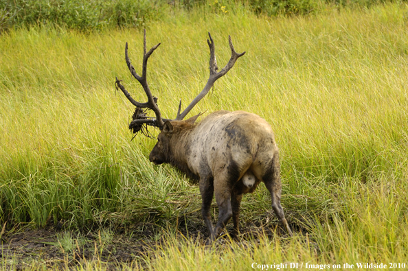 Rocky Mountain bull elk in a grassy meadow wallow.