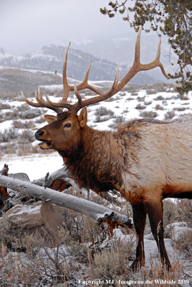 Rocky Mountain Bull Elk in habitat. 