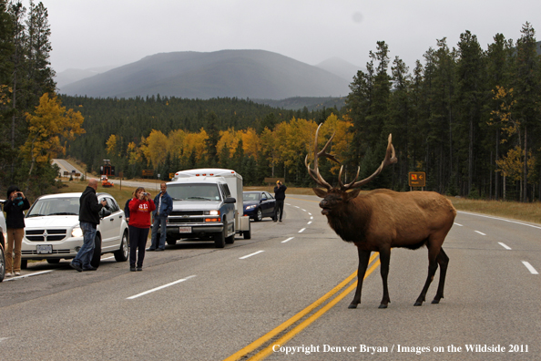 Rocky Mountain Bull Elk crossing highway with tourists photographing