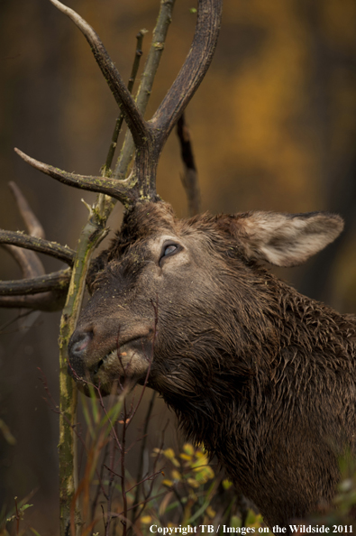 Rocky Mountain bull elk rubbing branch. 