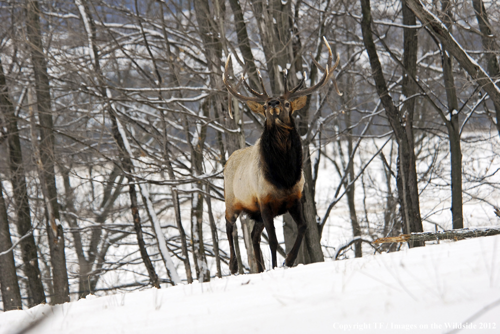 Bull elk in habitat. 