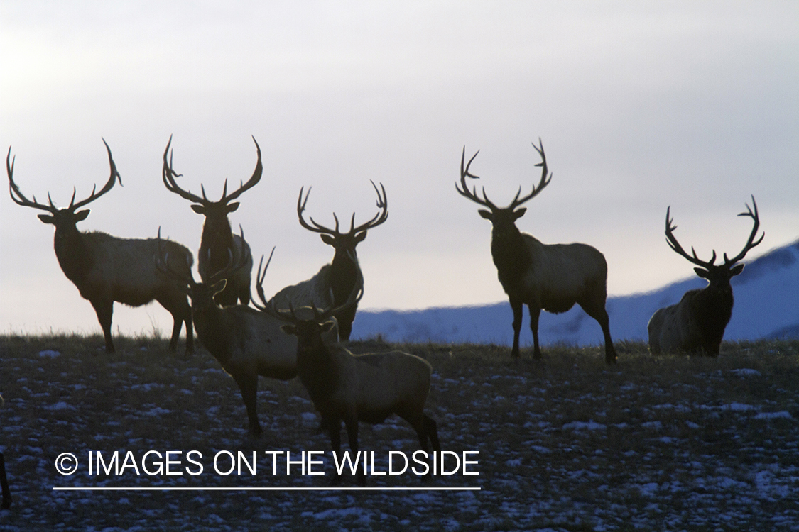 Rocky Moutain Elk in habitat.