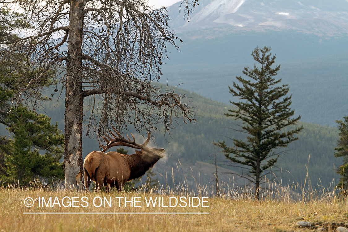 Rocky Mountain Bull Elk bugling in habitat.