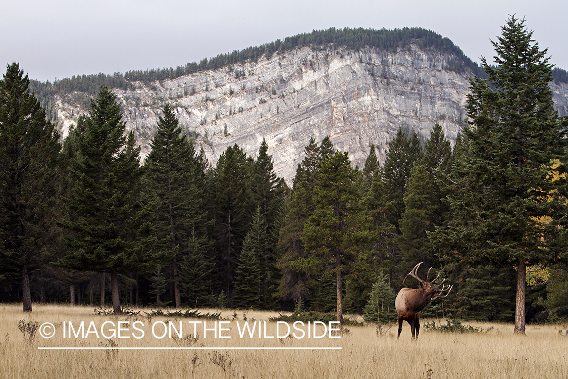 Rocky Mountain Bull Elk in habitat.