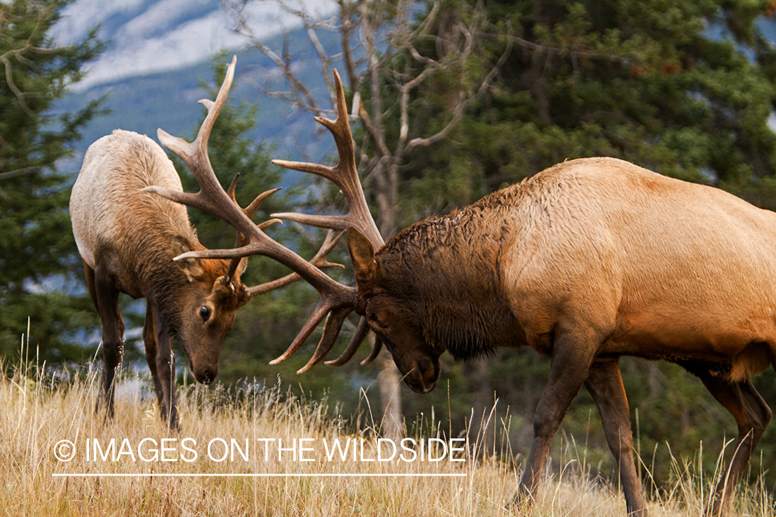 Rocky Mountain Bulls competing during the rut.