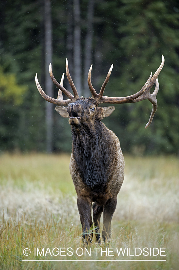 Bull elk bugling.