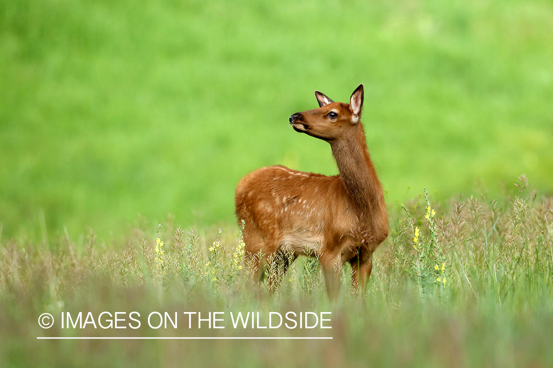 Rocky Mountain Elk calf in mountain meadow.