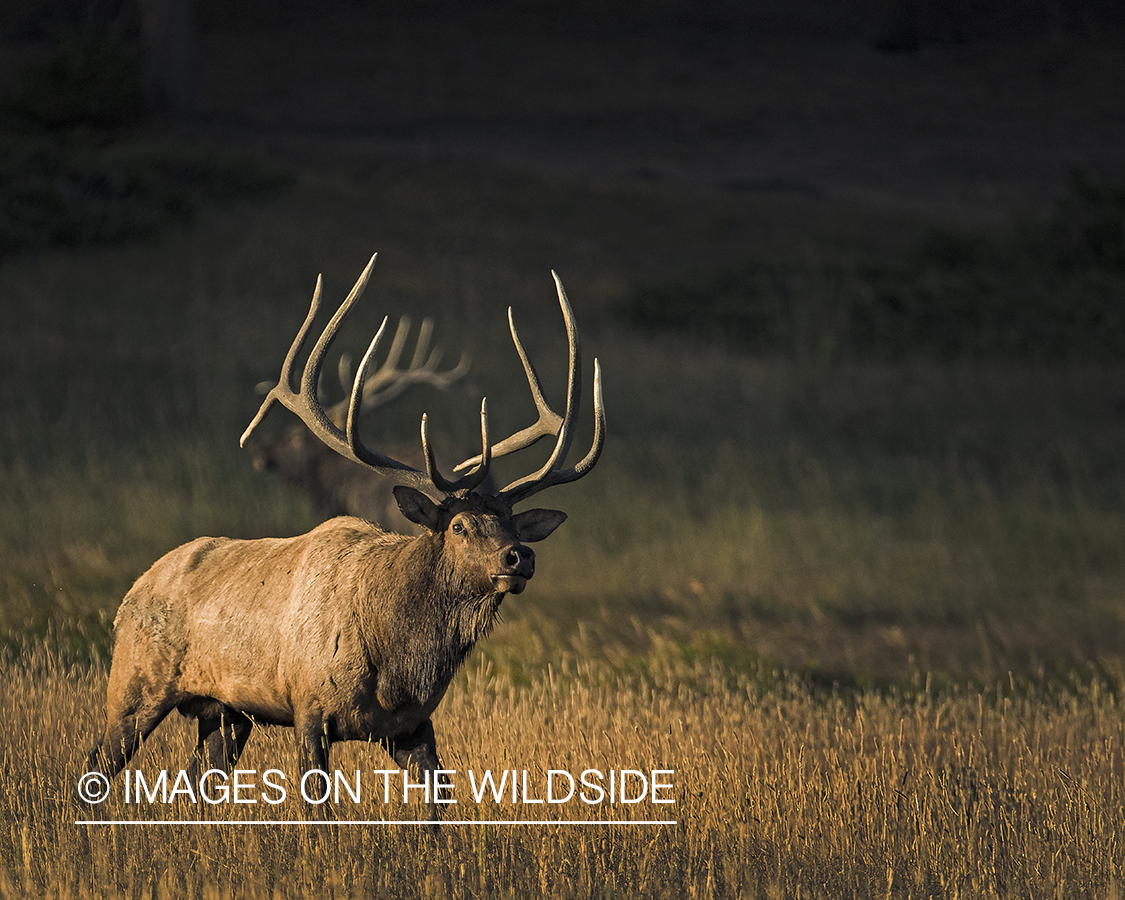 Bull elk in field.