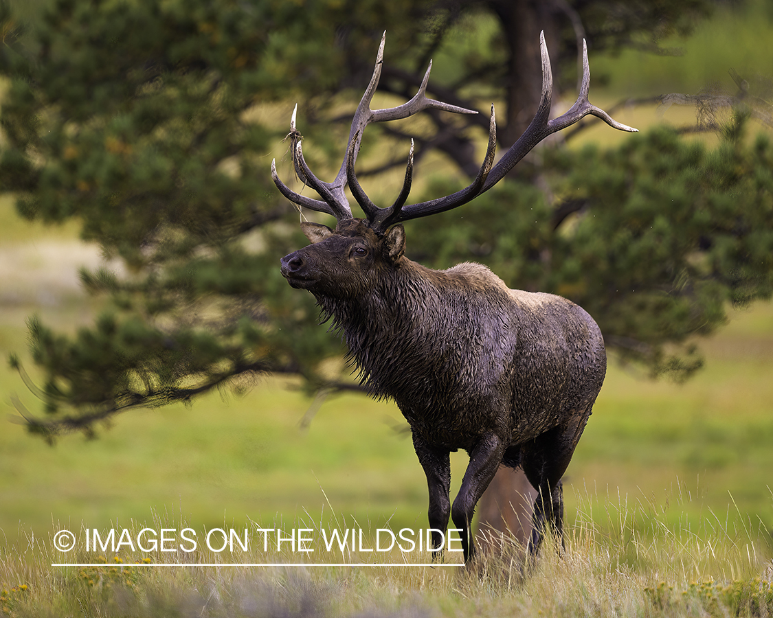 Bull elk in habitat.