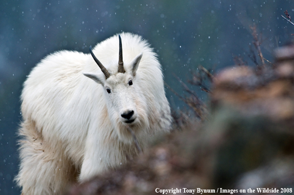 Billy Mountain Goat