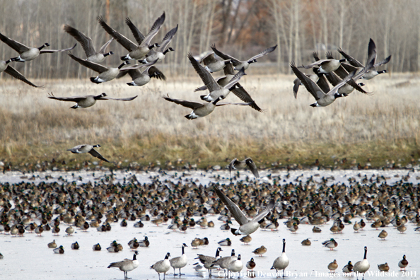 Canadian geese in flight.