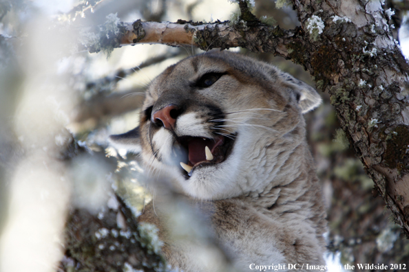 Mountain lion in habitat. 