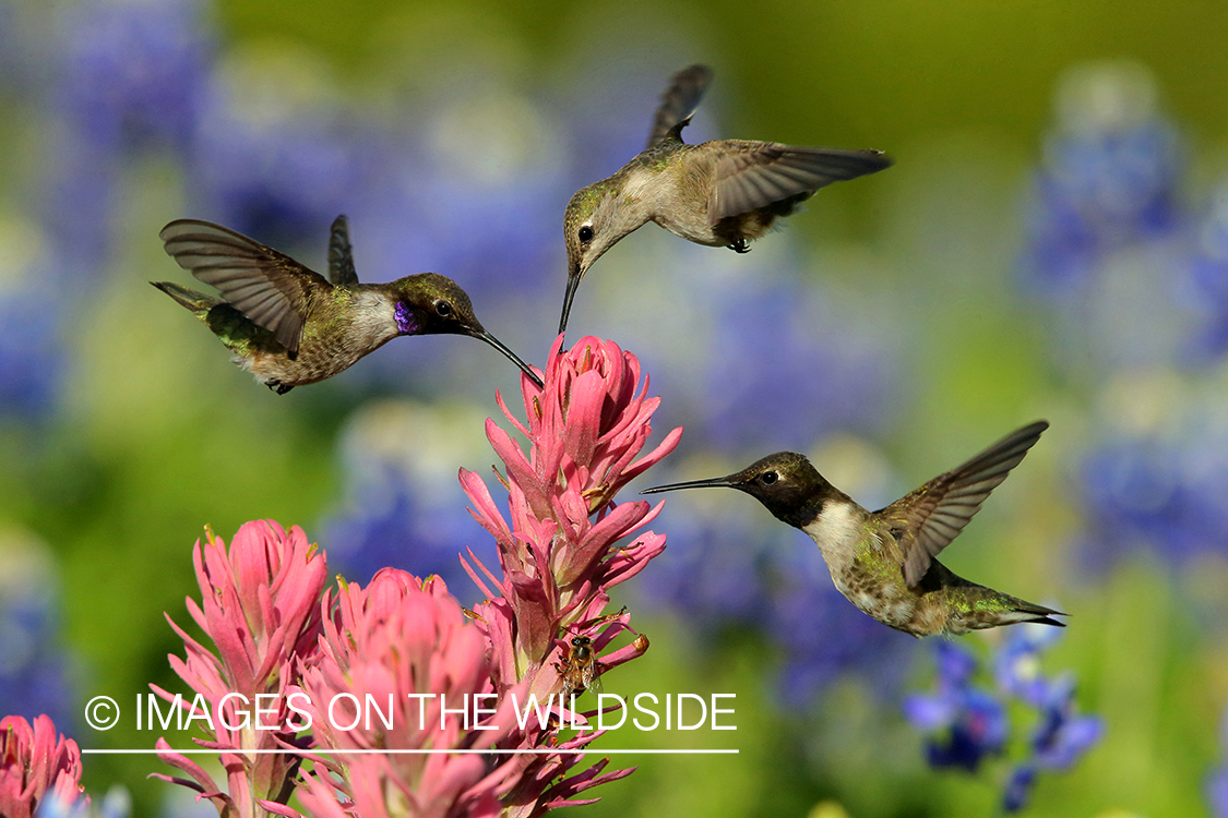 Black-chinned Hummingbirds at flowers.