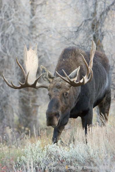 Shiras bull moose in Rocky Mountains.