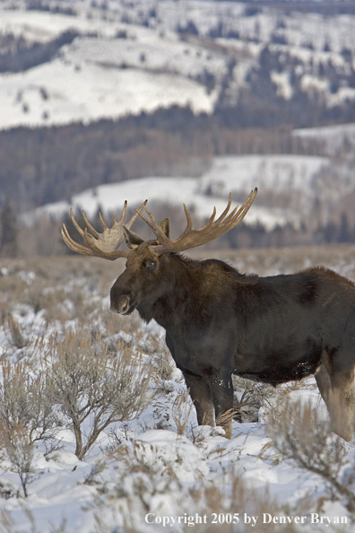 Shiras bull moose in habitat.