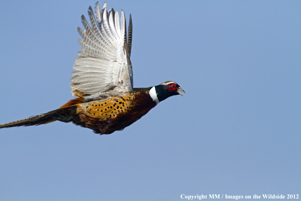 Ring-necked pheasant in flight. 