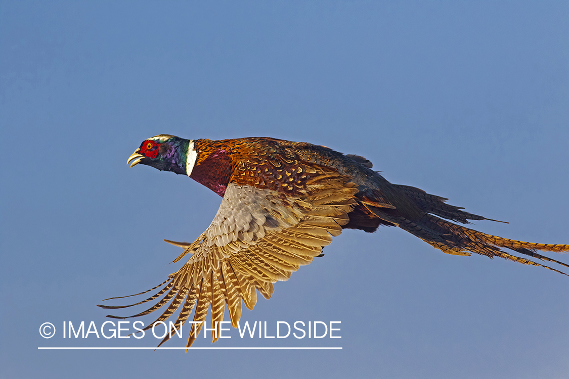 Ring-necked pheasant in flight.