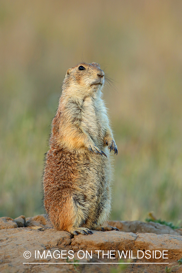 Prairie dog in habitat.