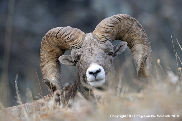 Big horn sheep in habitat.