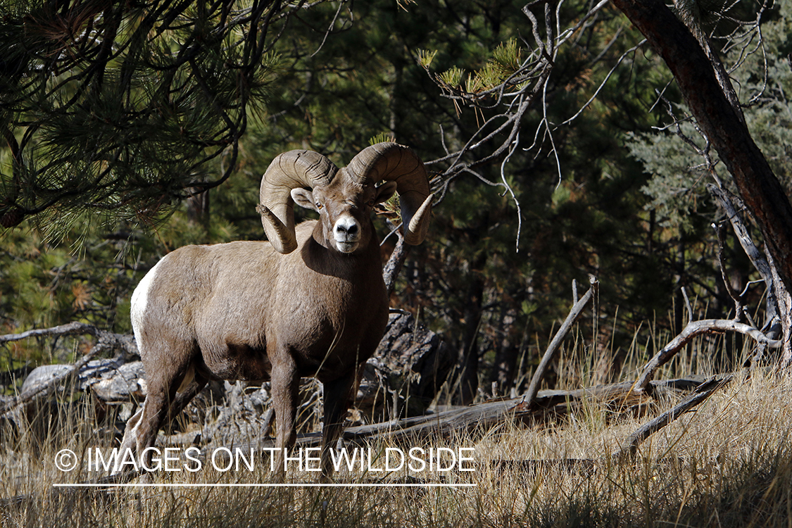 Rocky Mountain bighorn sheep in field.