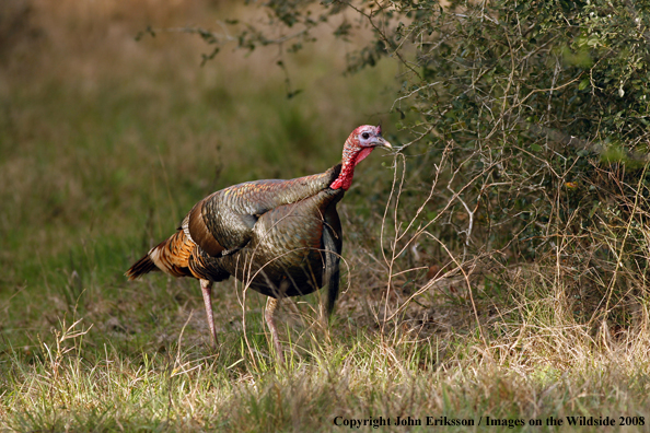 Eastern Wild Turkey