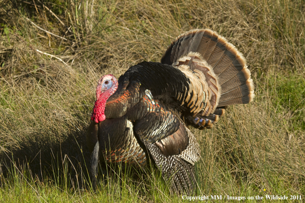 Eastern Wild Turkey in habitat. 