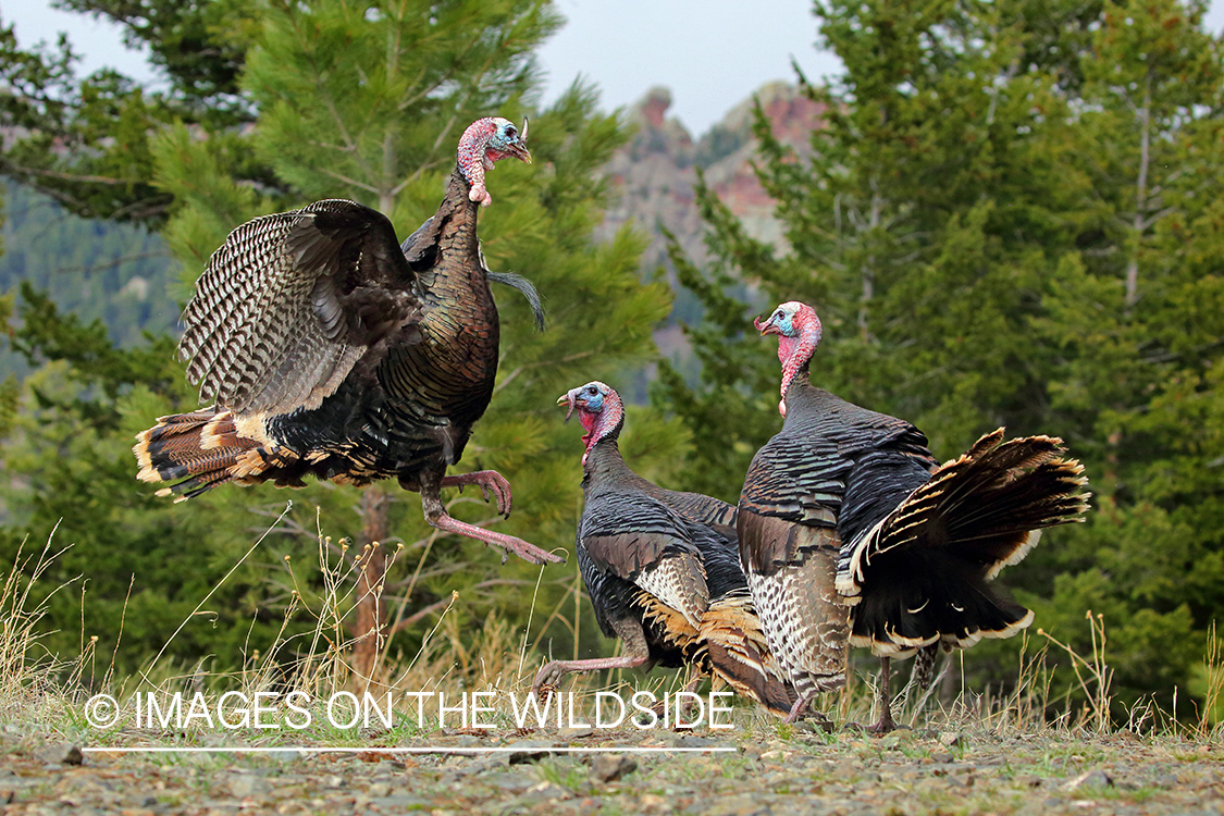 Gobblers fighting.