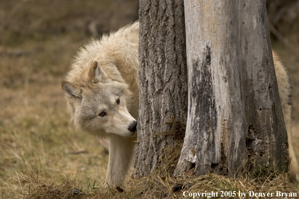 Gray wolf (white phase) in habitat.