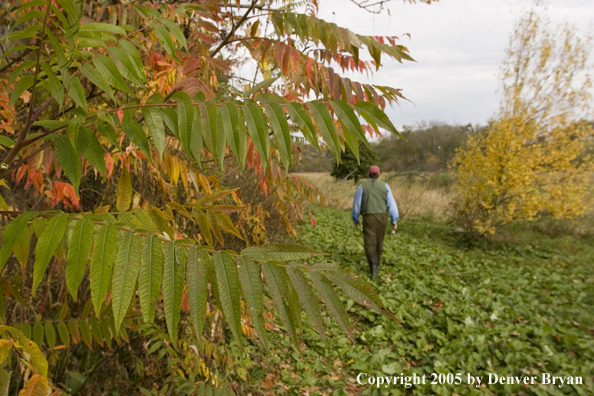 Flyfisherman walking to Pennsylvania spring creek through autumn-colored countryside.