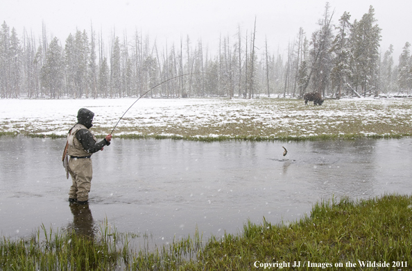 Flyfishing on the upper Firehole River, Yellowstone National Park. 