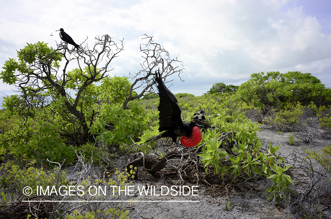 Frigate bird flying on Christmas Island.