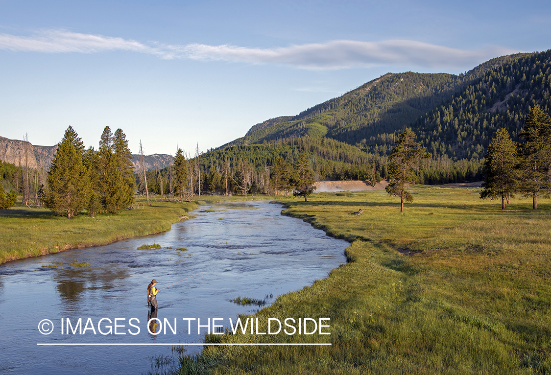 Flyfishing, Gibbon River, Yellowstone National Park.