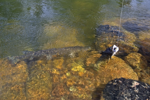 Northern pike checking out lake trout caught on fly.