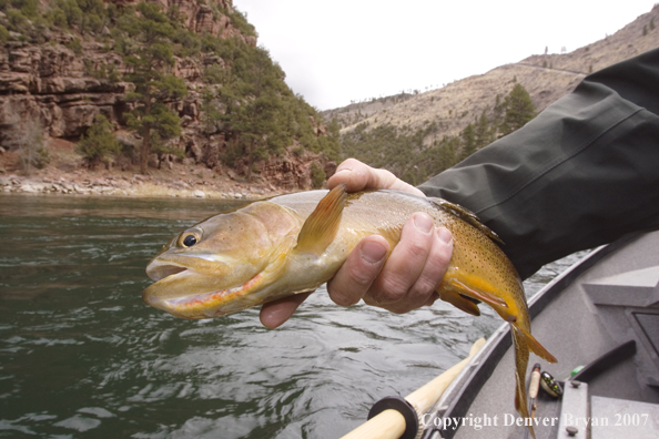 Cutthroat trout being released by fisherman.