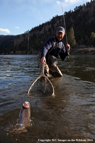 Flyfisherman netting a nice rainbow trout.