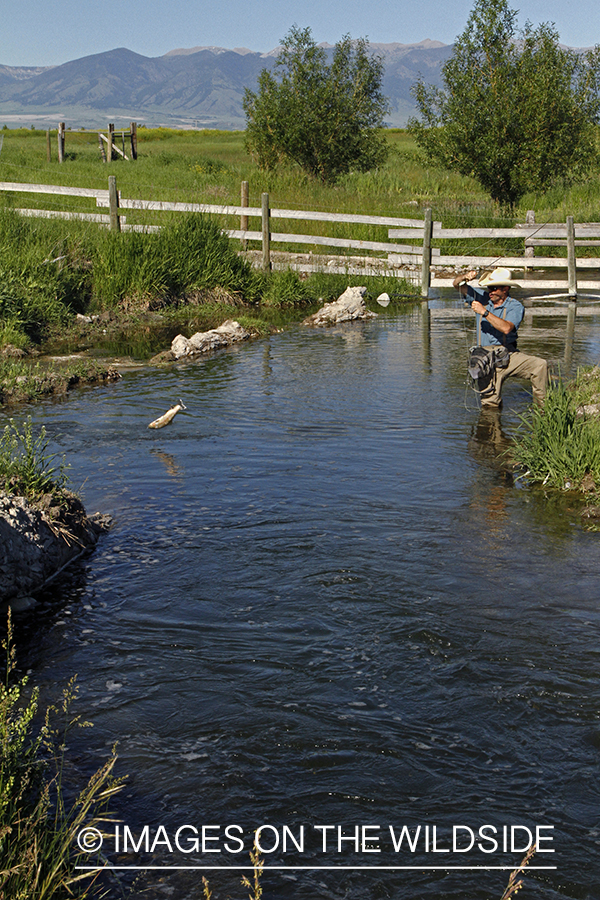 Flyfisherman fighting with rainbow trout.