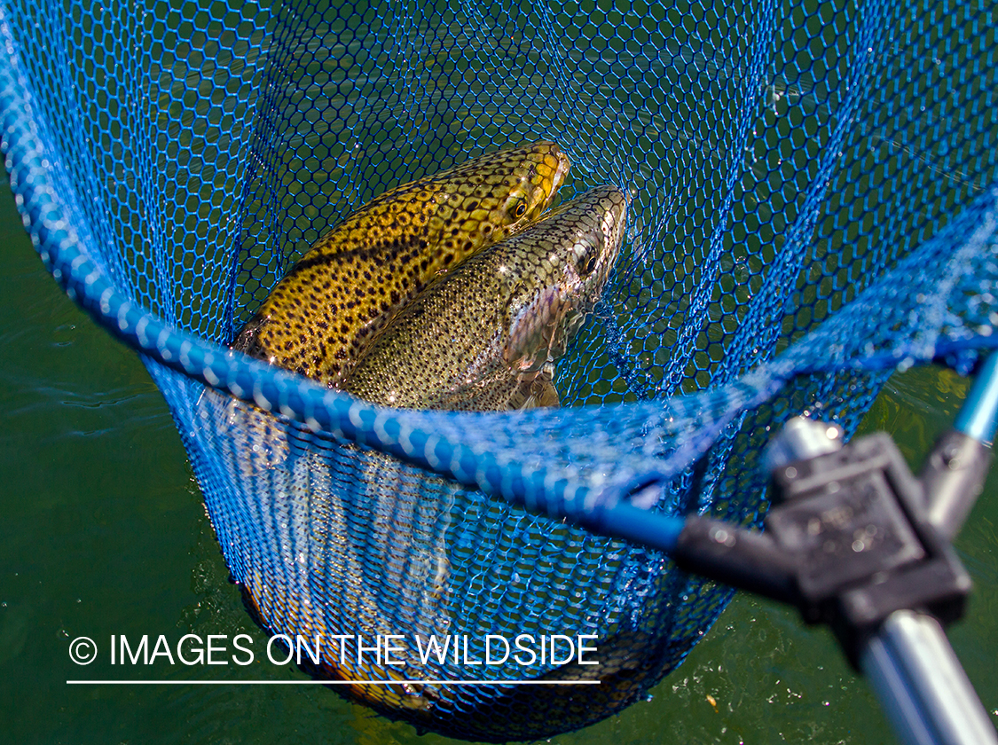 Brown trout and rainbow trout in net.