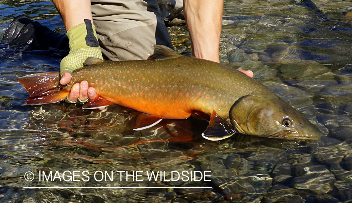 Flyfisherman releasing bull trout.