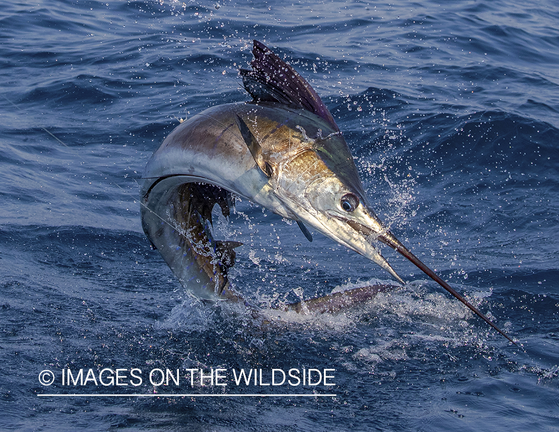 Sailfish jumping.