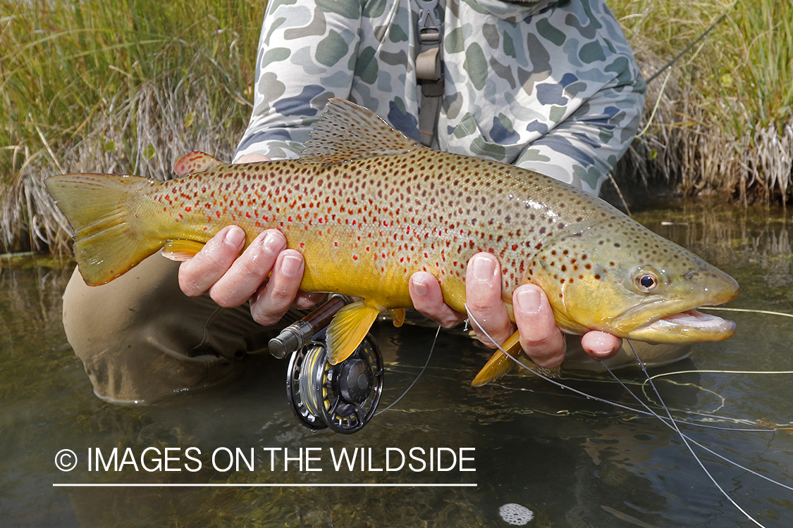 Flyfisherman releasing brown trout.