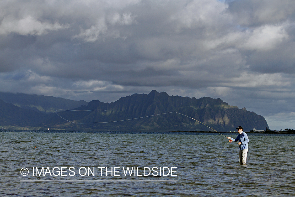 Saltwater flyfisherman fishing on flats, in Hawaii. 