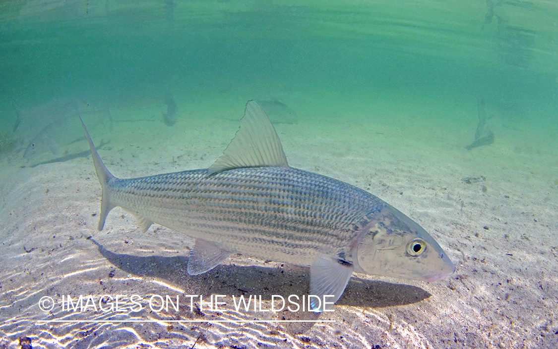 Bonefish in habitat.