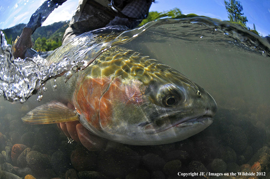 Flyfisher with steelhead catch.